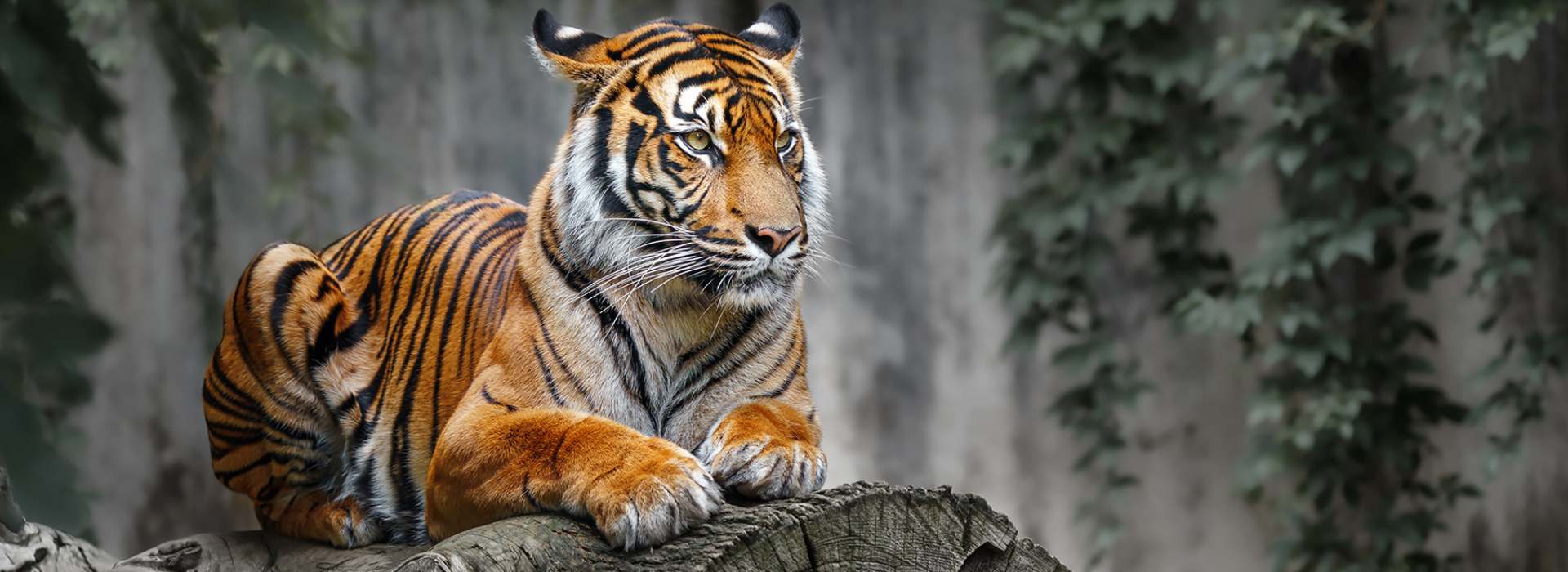 Golden Triangle with Ranthambore